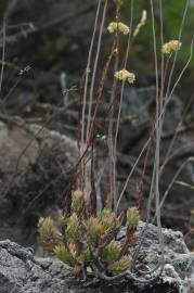 Fotografia da espécie Sedum sediforme