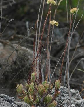 Fotografia 4 da espécie Sedum sediforme no Jardim Botânico UTAD