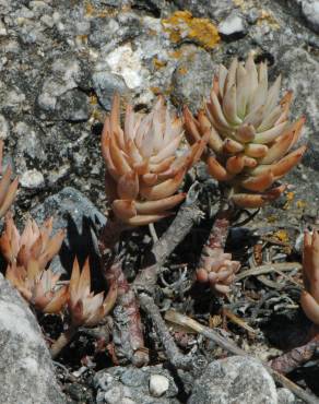 Fotografia 5 da espécie Sedum sediforme no Jardim Botânico UTAD