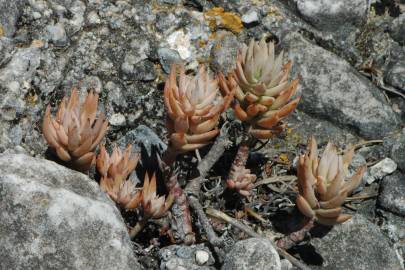 Fotografia da espécie Sedum sediforme