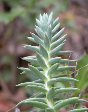 Fotografia 6 da espécie Sedum sediforme no Jardim Botânico UTAD