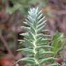 Fotografia 6 da espécie Sedum sediforme do Jardim Botânico UTAD