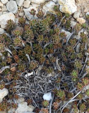 Fotografia 7 da espécie Sedum sediforme no Jardim Botânico UTAD