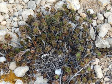 Fotografia da espécie Sedum sediforme