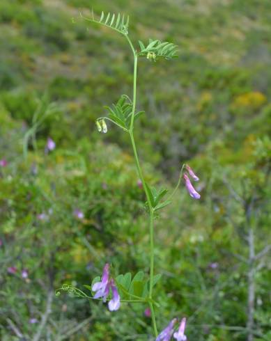 Fotografia de capa Vicia pseudocracca - do Jardim Botânico