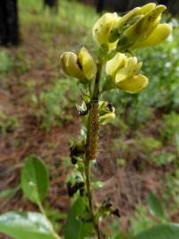 Fotografia da espécie Genista florida