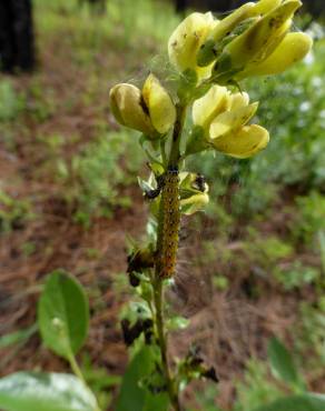 Fotografia 5 da espécie Genista florida no Jardim Botânico UTAD