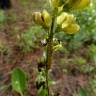 Fotografia 5 da espécie Genista florida do Jardim Botânico UTAD