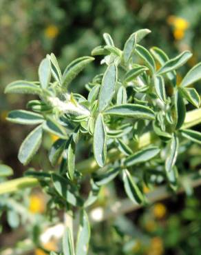 Fotografia 3 da espécie Adenocarpus anisochilus no Jardim Botânico UTAD