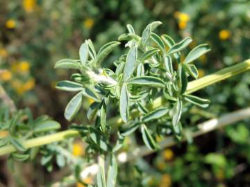 Fotografia da espécie Adenocarpus anisochilus
