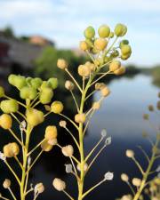 Fotografia da espécie Cochlearia glastifolia