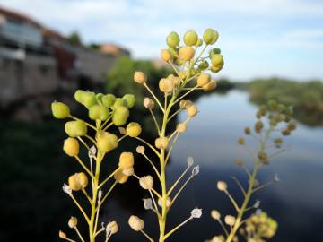 Fotografia da espécie Cochlearia glastifolia