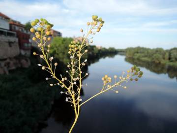 Fotografia da espécie Cochlearia glastifolia