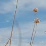 Fotografia 5 da espécie Allium pallens do Jardim Botânico UTAD