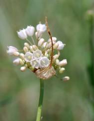 Allium pallens