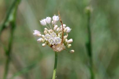 Fotografia da espécie Allium pallens