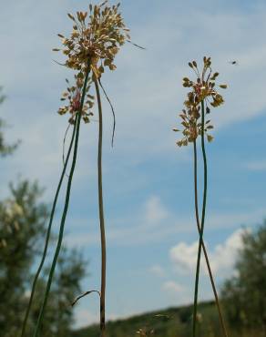 Fotografia 8 da espécie Allium pallens no Jardim Botânico UTAD