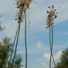 Fotografia 8 da espécie Allium pallens do Jardim Botânico UTAD