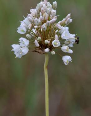 Fotografia 9 da espécie Allium pallens no Jardim Botânico UTAD