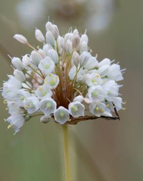 Fotografia 10 da espécie Allium pallens no Jardim Botânico UTAD