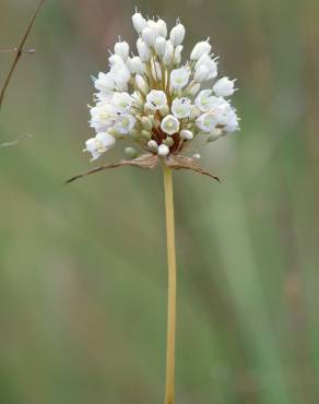 Fotografia 11 da espécie Allium pallens no Jardim Botânico UTAD