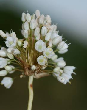 Fotografia 13 da espécie Allium pallens no Jardim Botânico UTAD