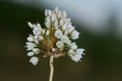 Fotografia da espécie Allium pallens