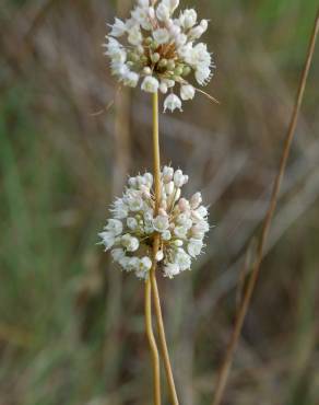 Fotografia 14 da espécie Allium pallens no Jardim Botânico UTAD