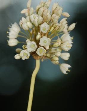 Fotografia 15 da espécie Allium pallens no Jardim Botânico UTAD