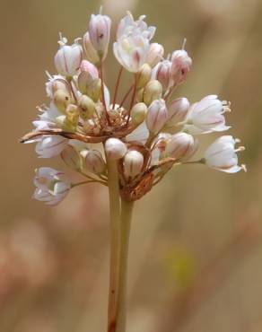 Fotografia 16 da espécie Allium pallens no Jardim Botânico UTAD