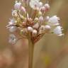 Fotografia 16 da espécie Allium pallens do Jardim Botânico UTAD