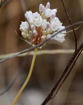 Fotografia 17 da espécie Allium pallens no Jardim Botânico UTAD
