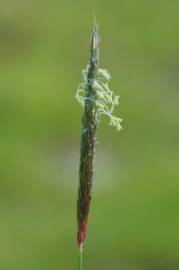 Fotografia da espécie Alopecurus myosuroides