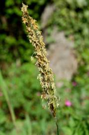 Fotografia da espécie Alopecurus myosuroides