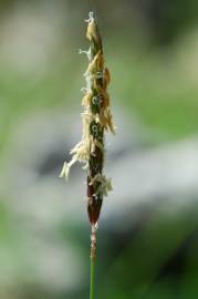 Fotografia da espécie Alopecurus myosuroides