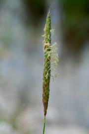 Fotografia da espécie Alopecurus myosuroides