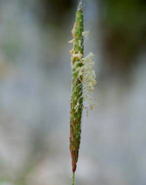 Fotografia 9 da espécie Alopecurus myosuroides no Jardim Botânico UTAD