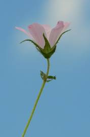 Fotografia da espécie Althaea hirsuta