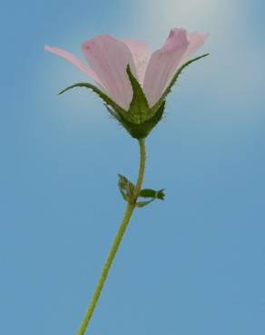 Fotografia 6 da espécie Althaea hirsuta no Jardim Botânico UTAD