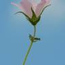 Fotografia 6 da espécie Althaea hirsuta do Jardim Botânico UTAD