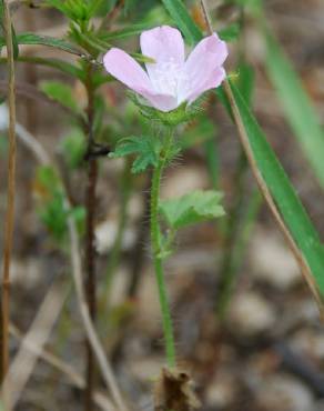 Fotografia 7 da espécie Althaea hirsuta no Jardim Botânico UTAD