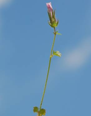 Fotografia 8 da espécie Althaea hirsuta no Jardim Botânico UTAD