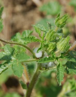 Fotografia 9 da espécie Althaea hirsuta no Jardim Botânico UTAD