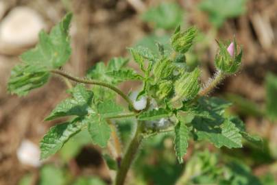 Fotografia da espécie Althaea hirsuta