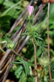 Fotografia da espécie Althaea hirsuta