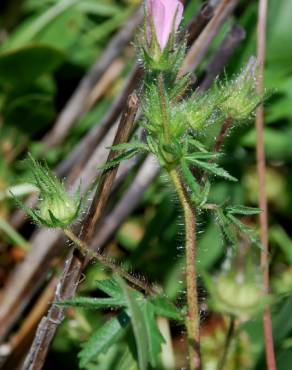 Fotografia 10 da espécie Althaea hirsuta no Jardim Botânico UTAD