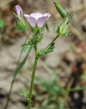 Fotografia 11 da espécie Althaea hirsuta no Jardim Botânico UTAD