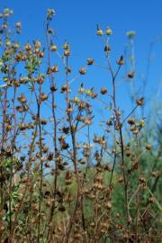 Fotografia da espécie Althaea hirsuta