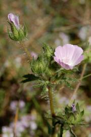 Fotografia da espécie Althaea hirsuta