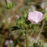 Fotografia 15 da espécie Althaea hirsuta do Jardim Botânico UTAD